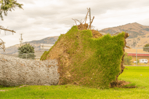 storm damage repair Berryville AR