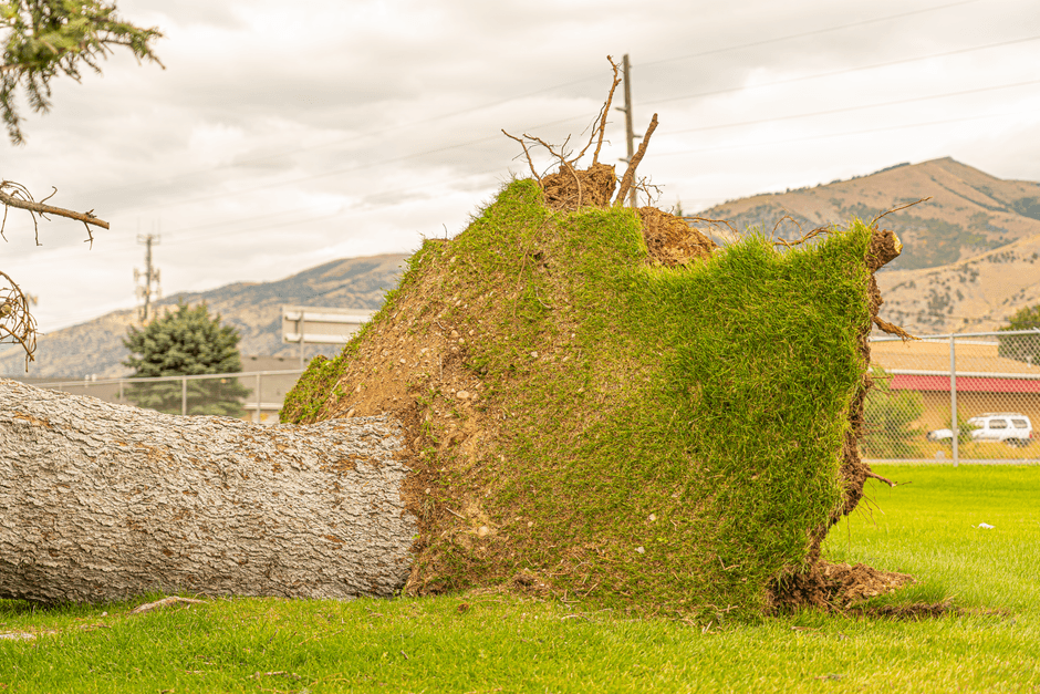 storm damage repair Berryville AR